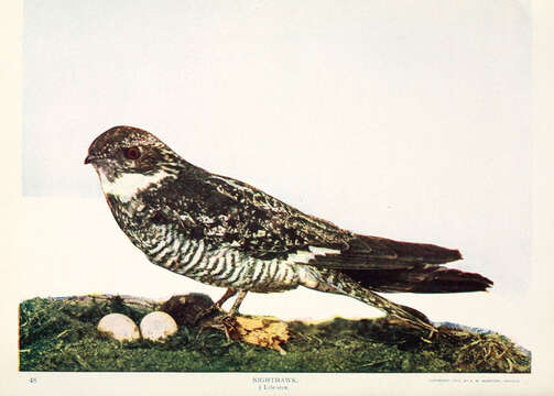 Image of Chordeiles Swainson 1832