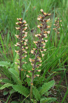 Pedicularis canadensis L. resmi