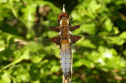 Image of Broad-bodied chaser