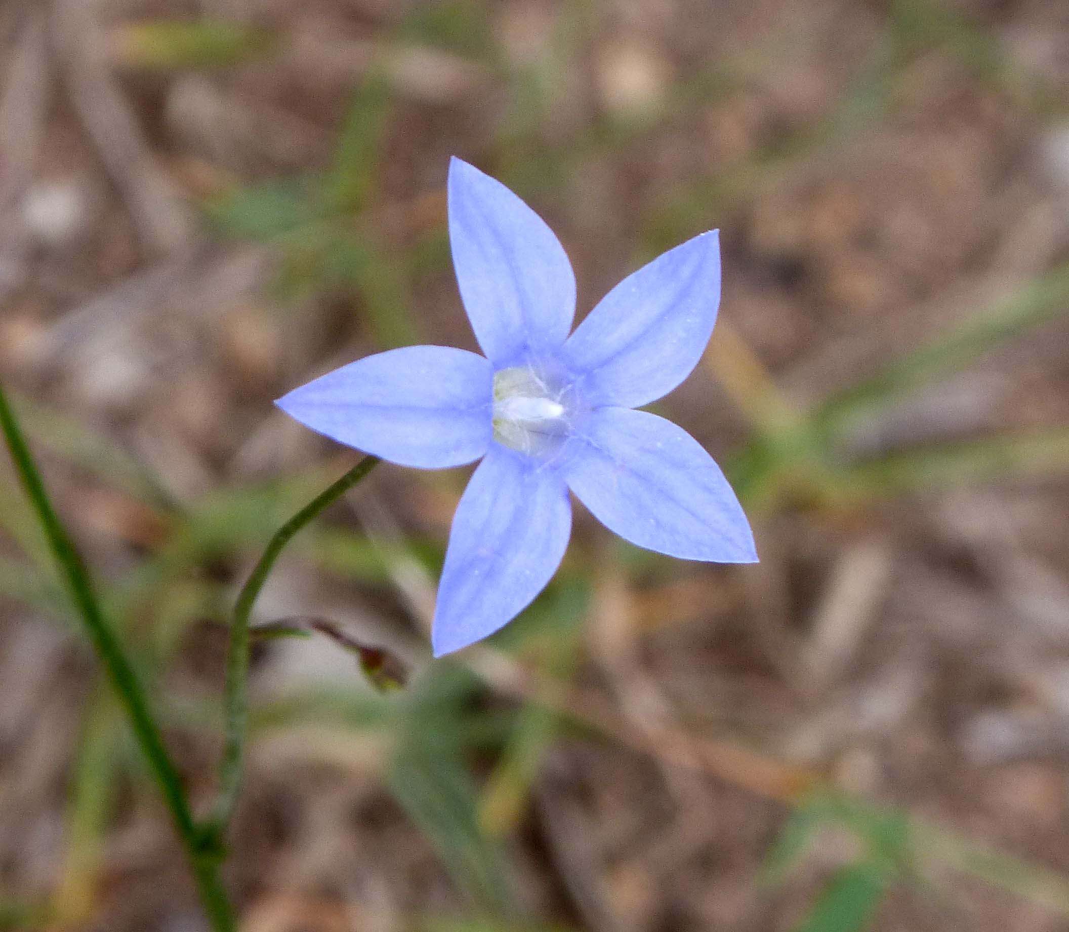 Image of Wahlenbergia stricta (R. Br.) Sweet
