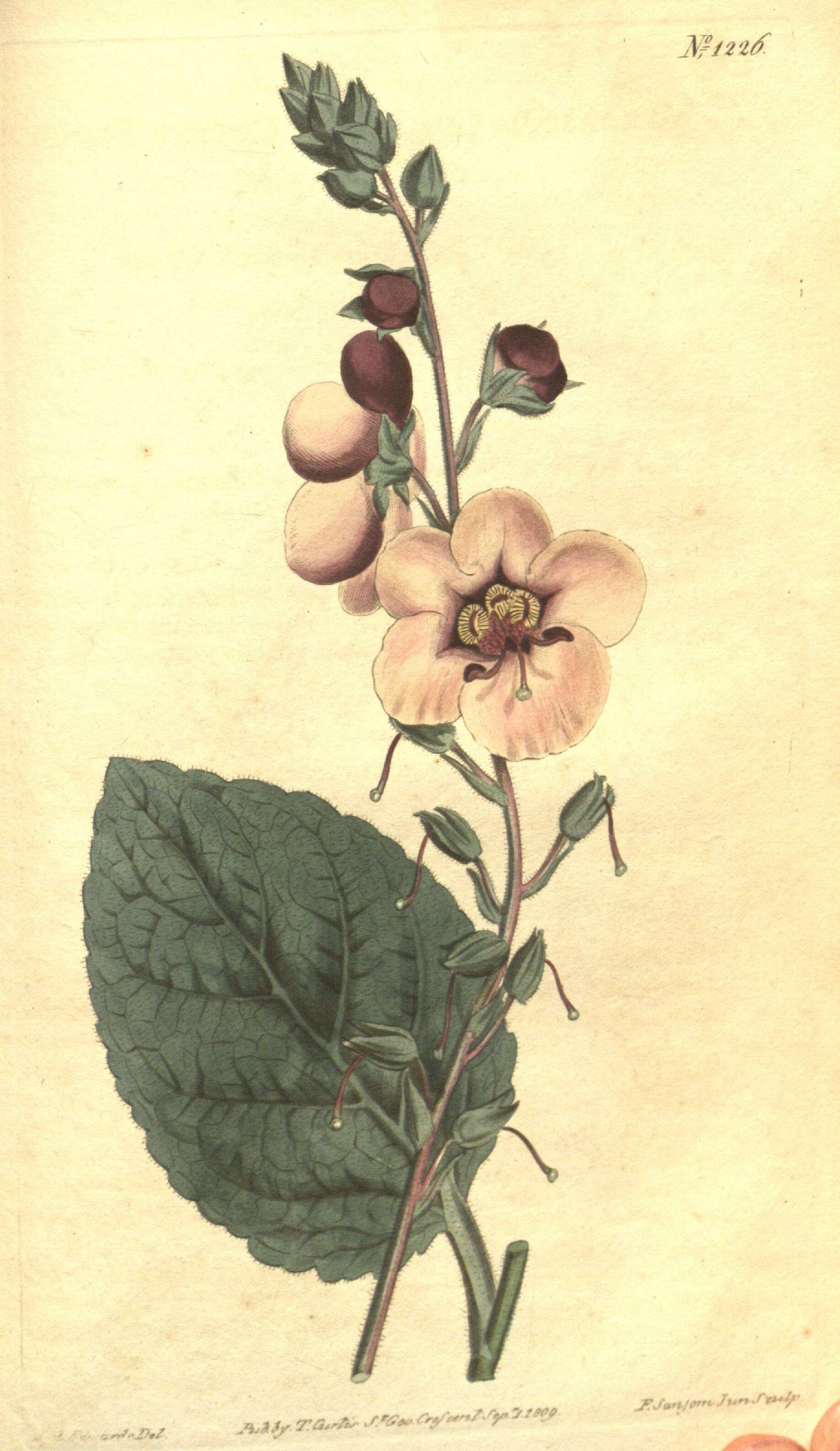 Слика од Verbascum phoeniceum L.
