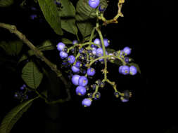 Image of Psychotria solitudinum Standl.