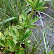 Image de Galianthe liliifolia (Standl.) E. L. Cabral