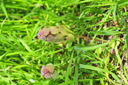 Image of purple archangel