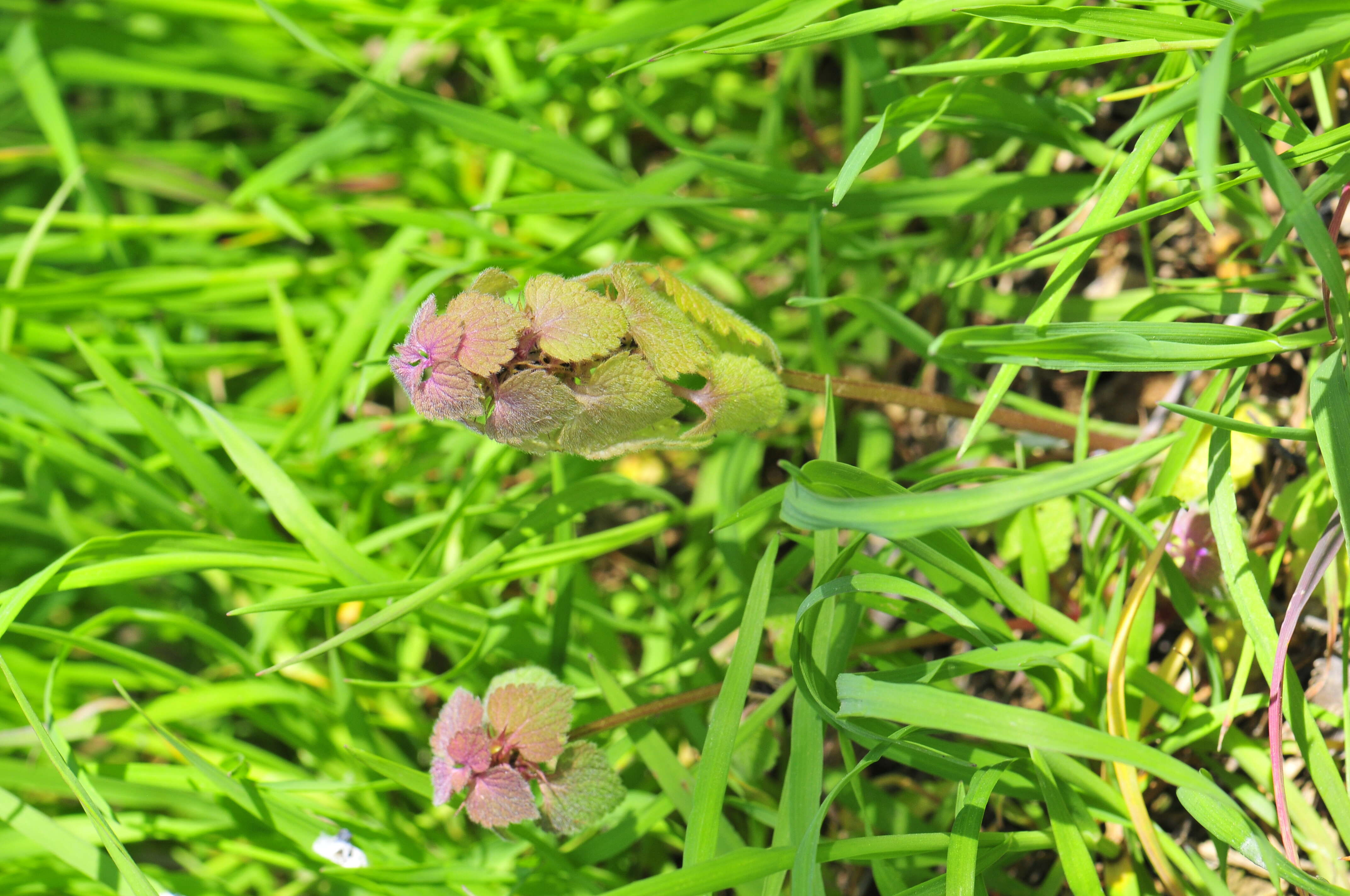 Image of purple archangel