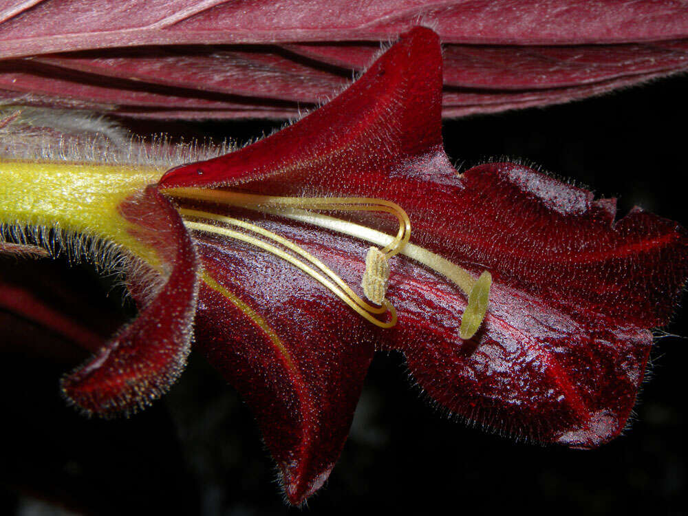 Imagem de Columnea raymondii C. V. Morton