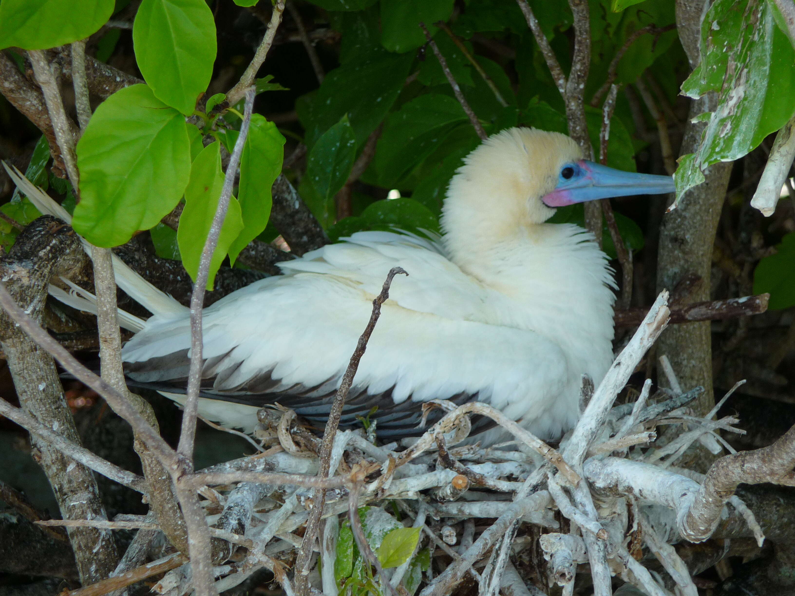 Image of Red-footed Booby