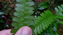 Image of woodland necklace fern