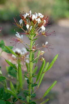 Image of sandyseed clammyweed