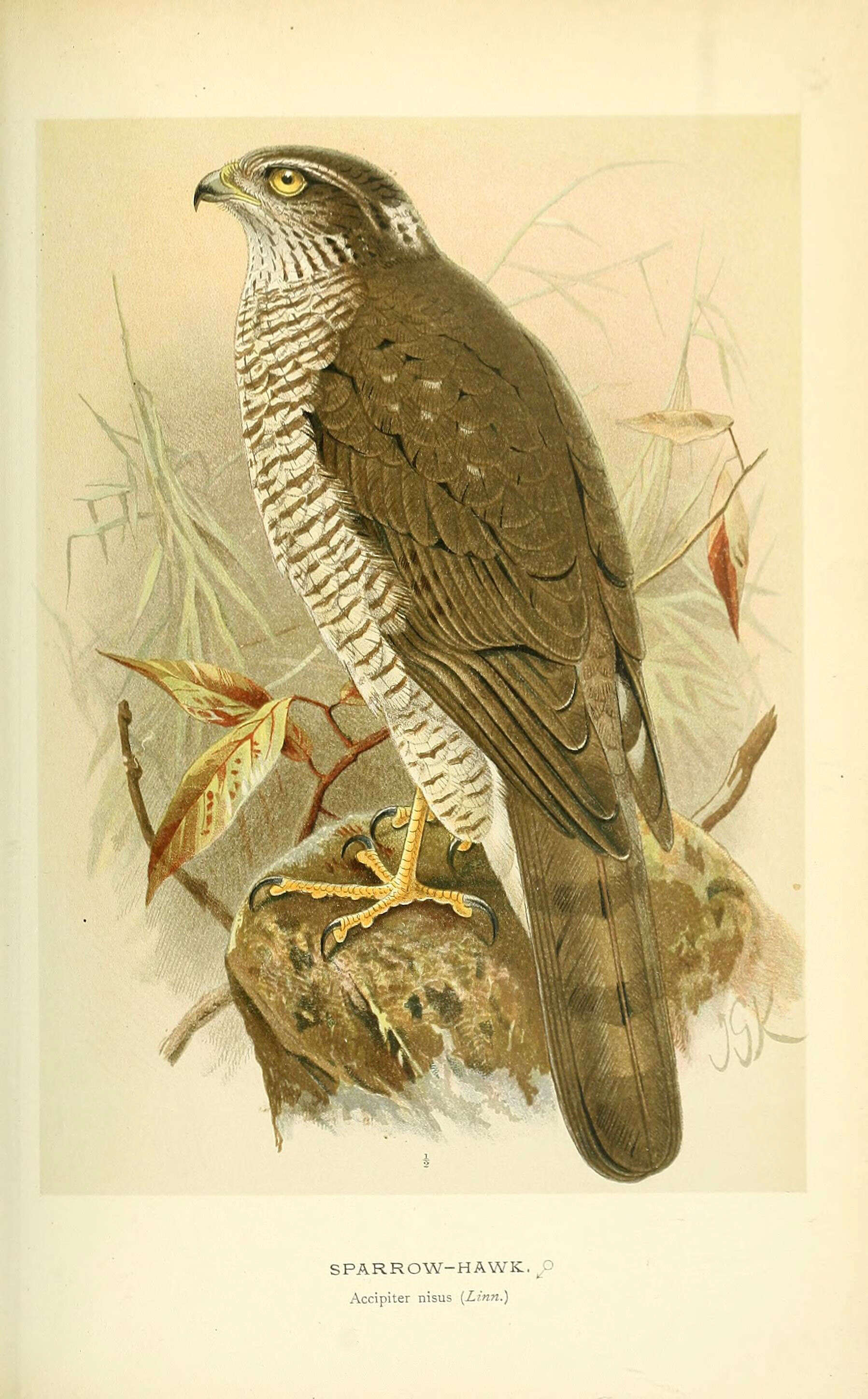 Image of Accipiter Brisson 1760