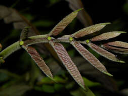 Image of Cojoba sophorocarpa (Benth. & Hook. fil.) Britton & Rose