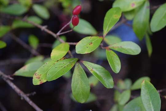 Image of small-leaf arrowwood