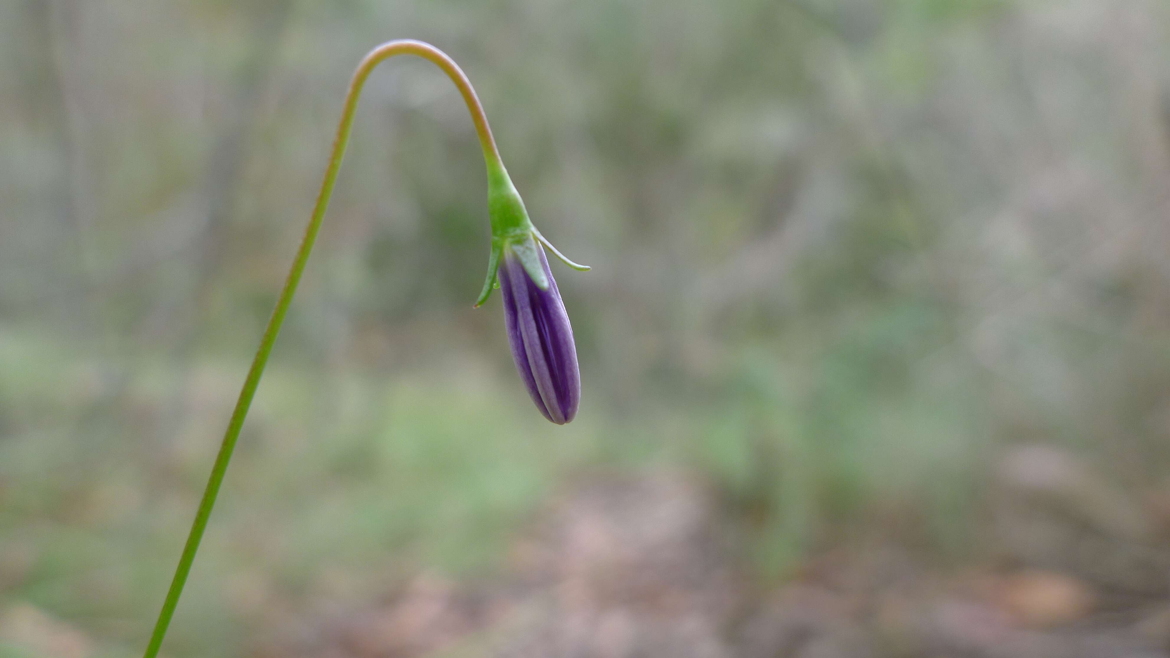 صورة Wahlenbergia littoricola P. J. Sm.