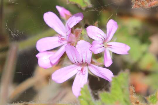 Image of rose scented geranium