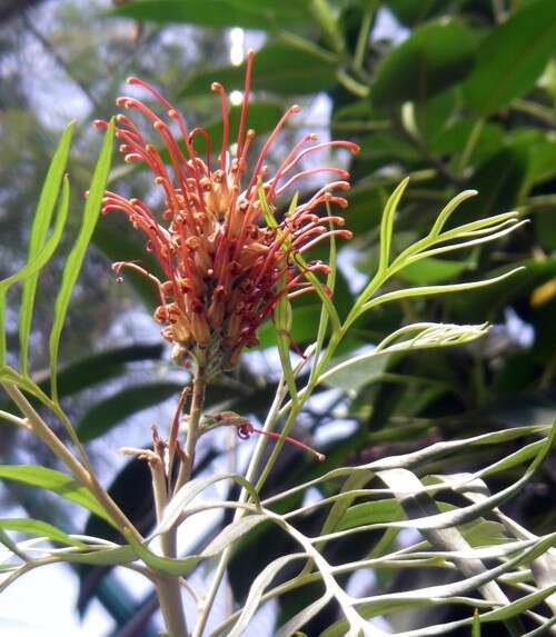 Image of Silky-oak