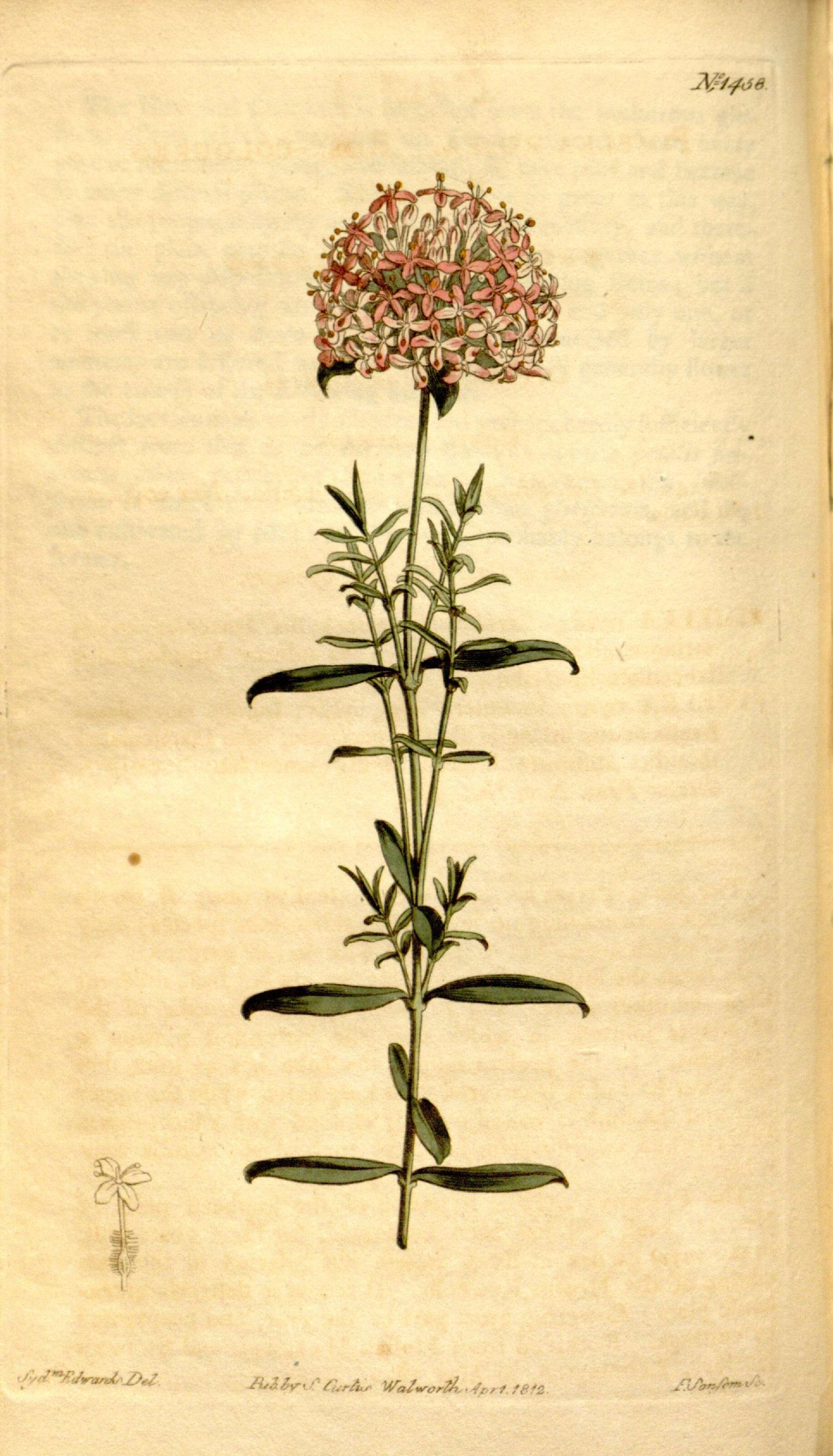 Image of Pimelea rosea R. Br.