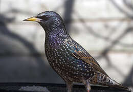 Image of Sturnus Linnaeus 1758