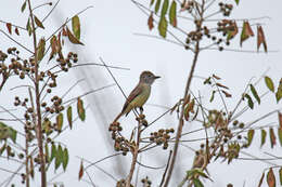 Imagem de Myiarchus yucatanensis Lawrence 1871