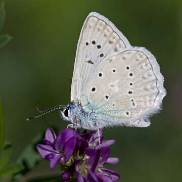 Image of Polyommatus