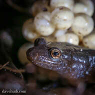 Image of dusky salamanders