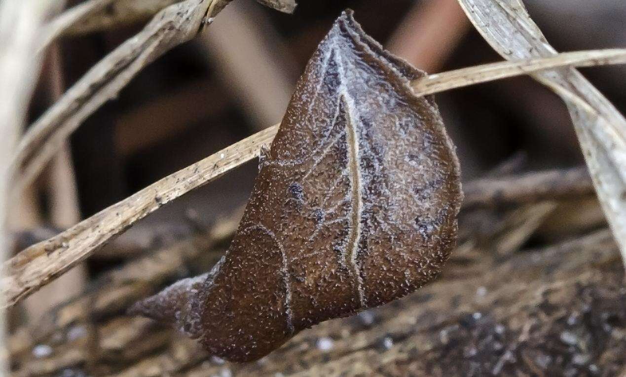 Image of Curve-lined Owlet