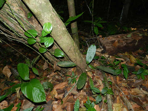 Image of Pleurothyrium golfodulcense W. Burger & N. Zamora