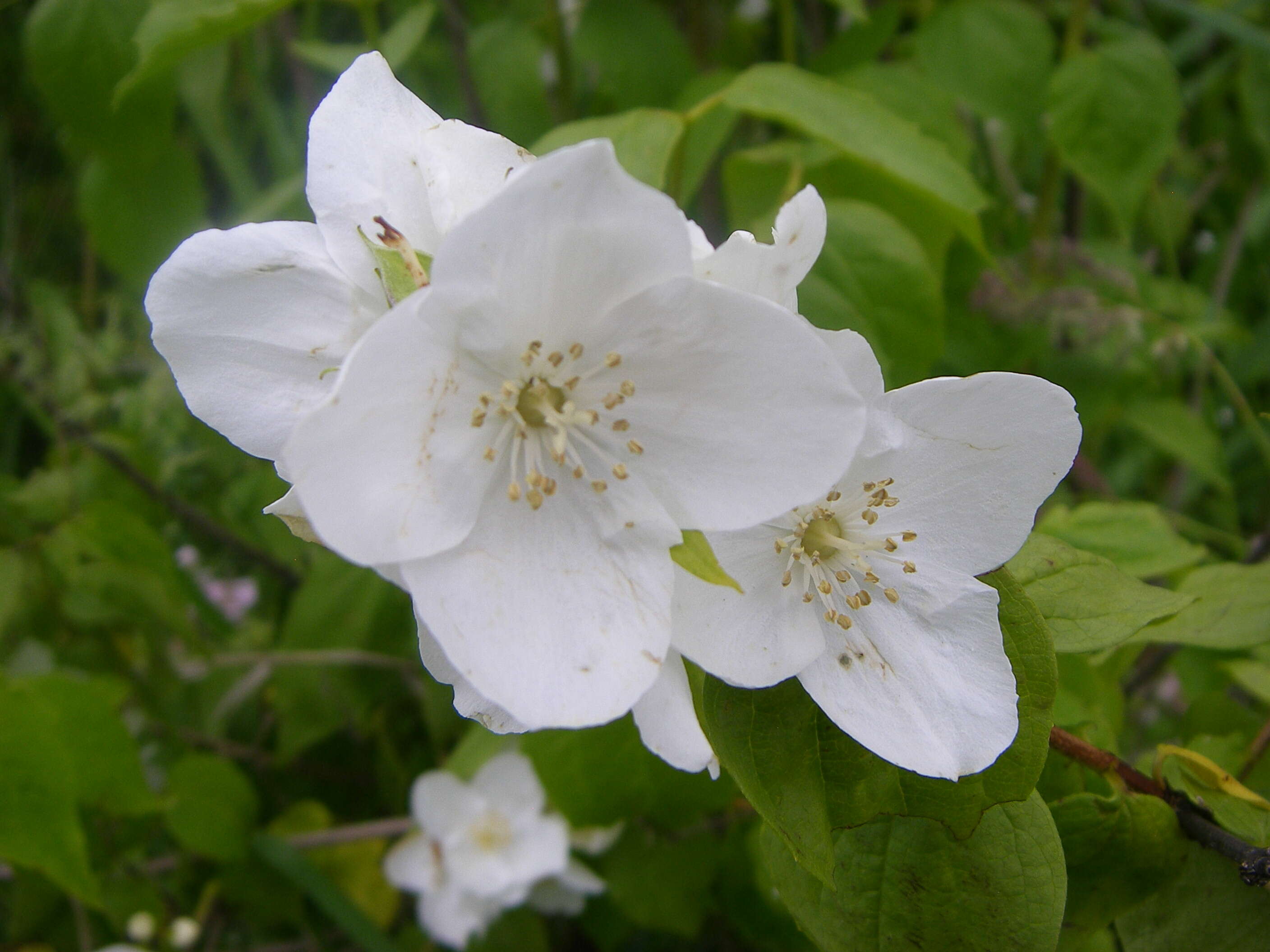 Imagem de Philadelphus lewisii Pursh