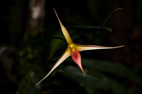 Image of Bulbophyllum macrochilum Rolfe