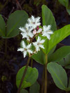 Image of bogbean