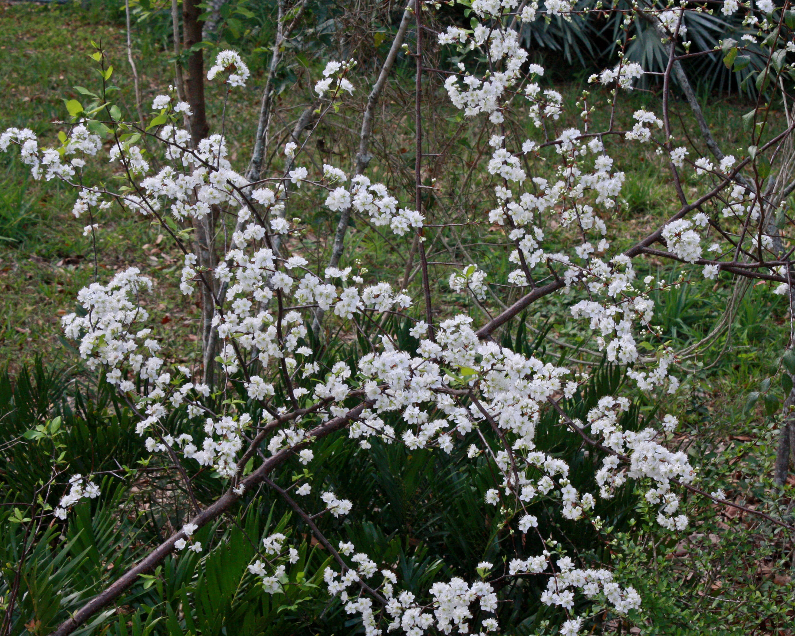 Prunus umbellata Ell. resmi