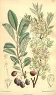 Image of Sand cherry