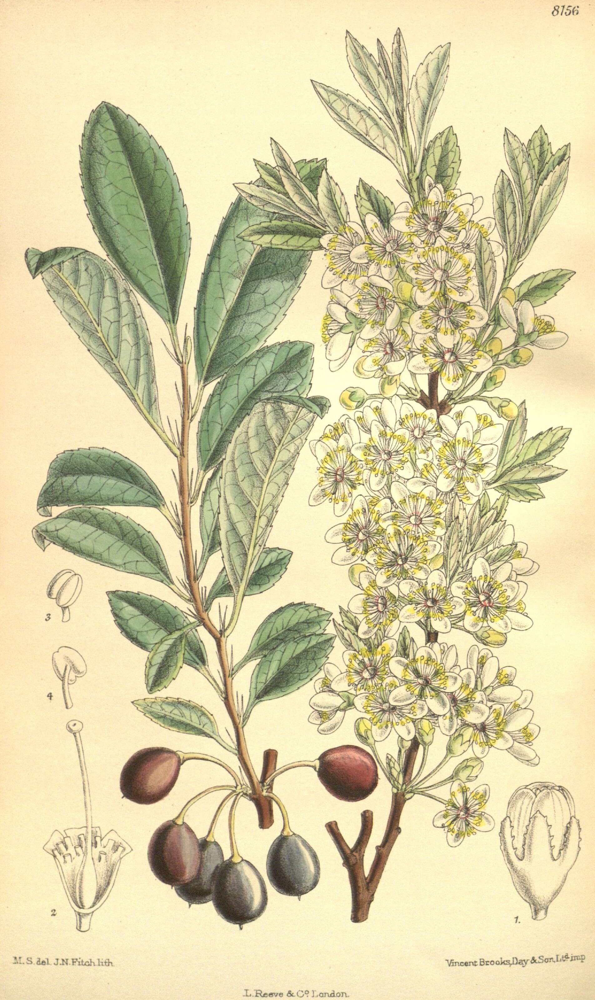Image de Prunus pumila L.