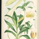 Image of Lilium wallichianum var. neilgherrense (Wight) H. Hara