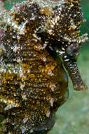 Image of seahorses