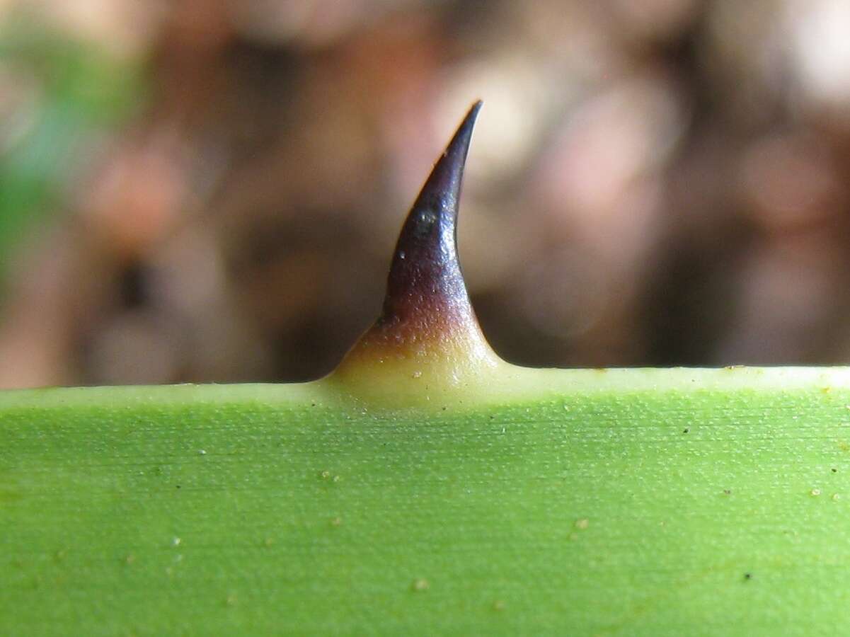 Image of Cabbage-tree palm