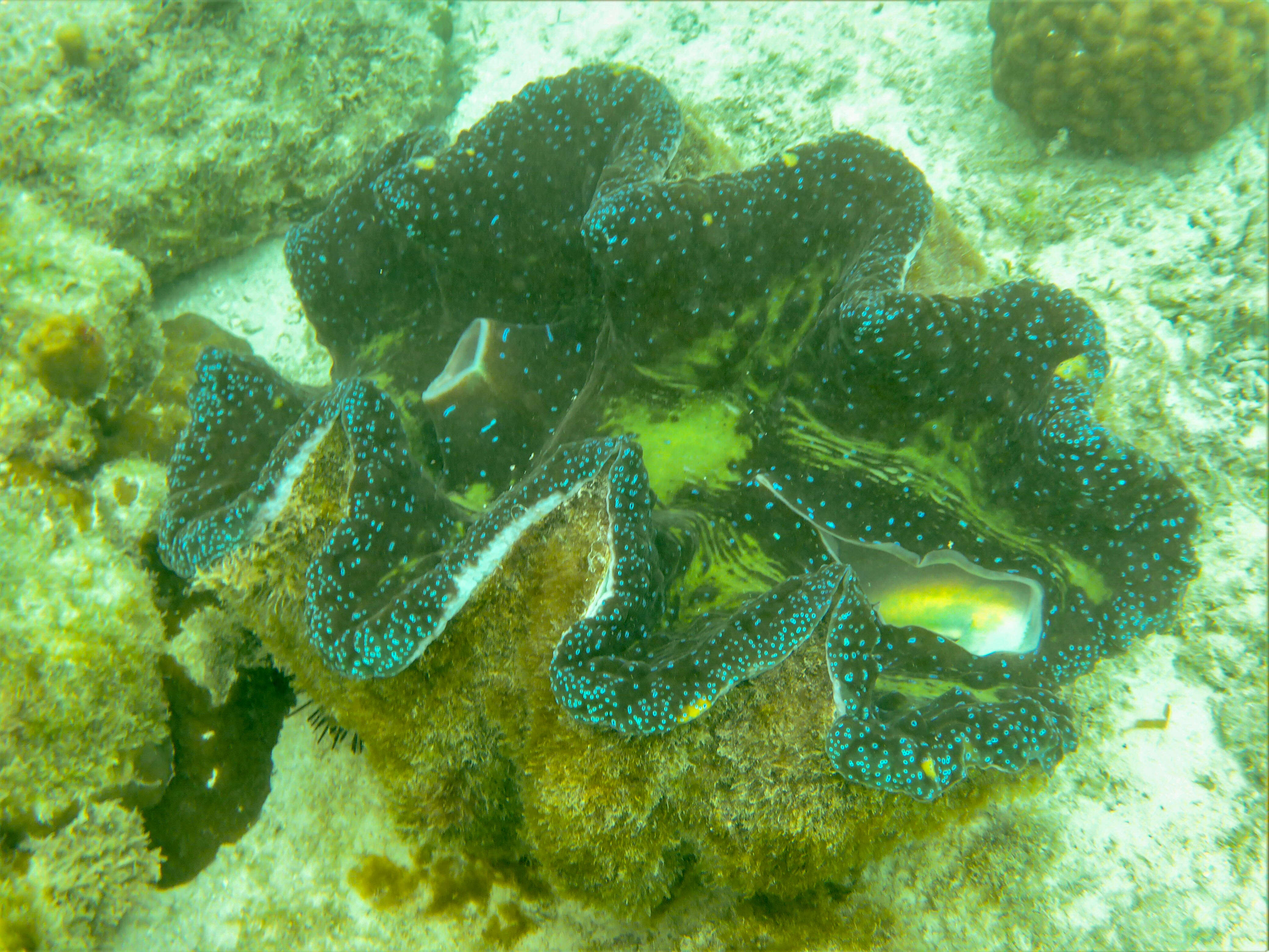 Image of Giant Clam