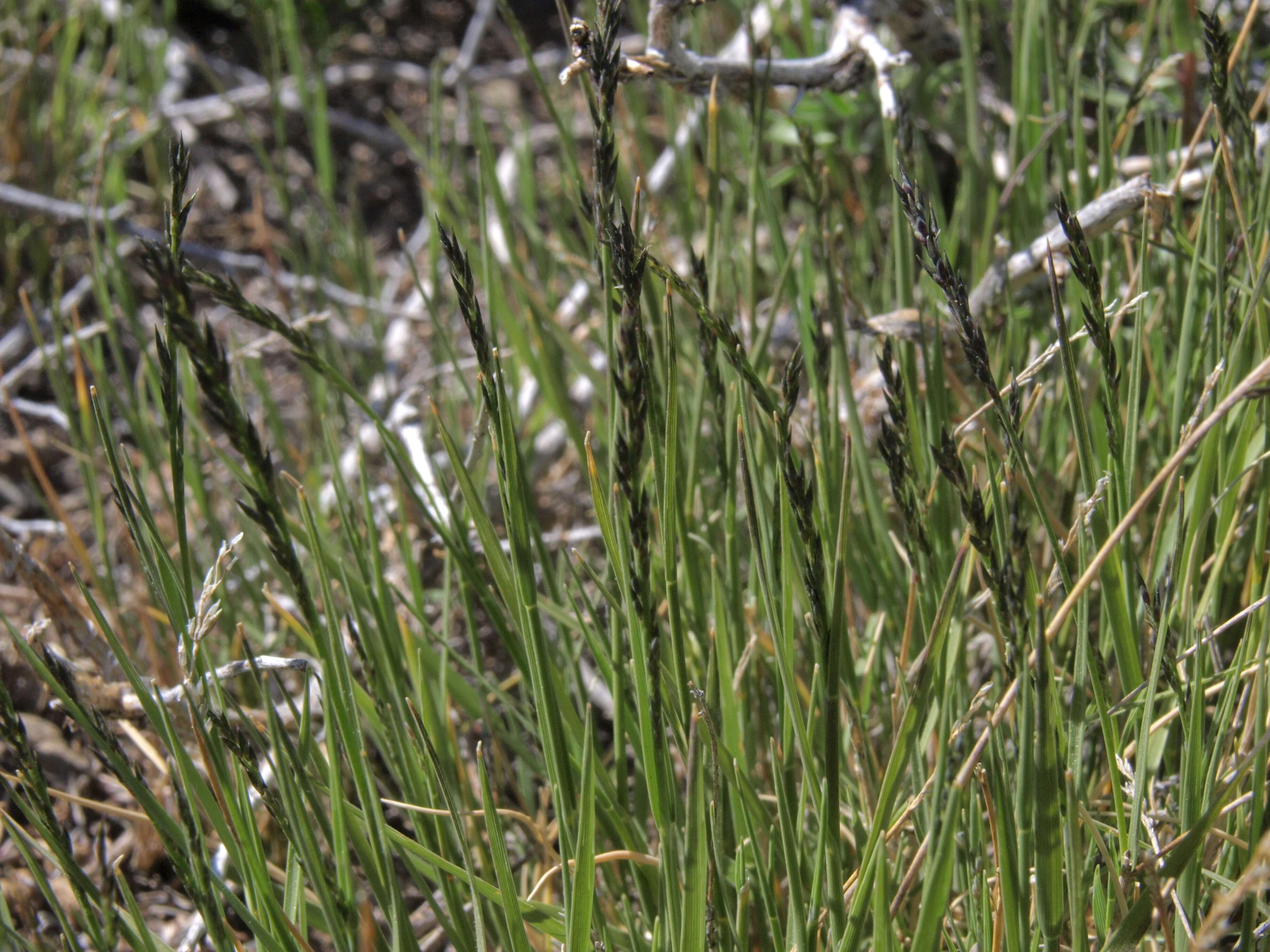 Image of muhly