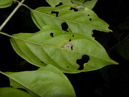 Image of Tetrapterys tinifolia Triana & Planch.