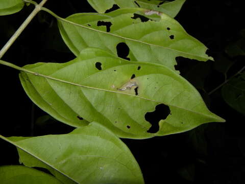 Image of Tetrapterys tinifolia Triana & Planch.