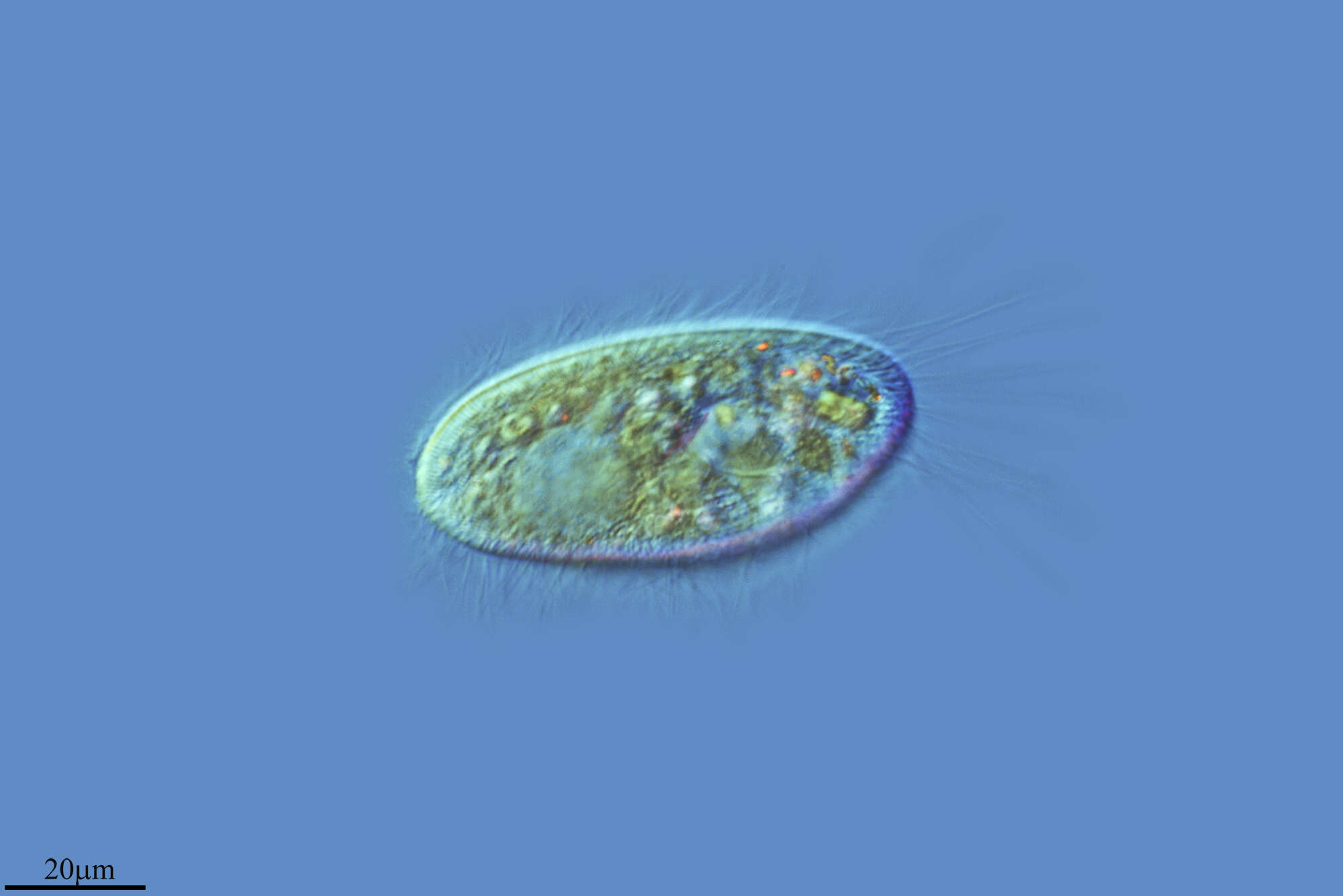Image de Pleuronematidae