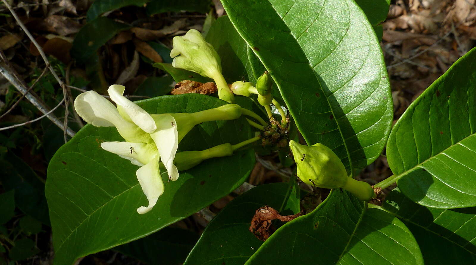 صورة Odontadenia lutea (Vell. Conc.) Markgr.