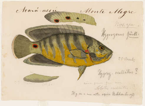 Imagem de Astronotus ocellatus (Agassiz 1831)