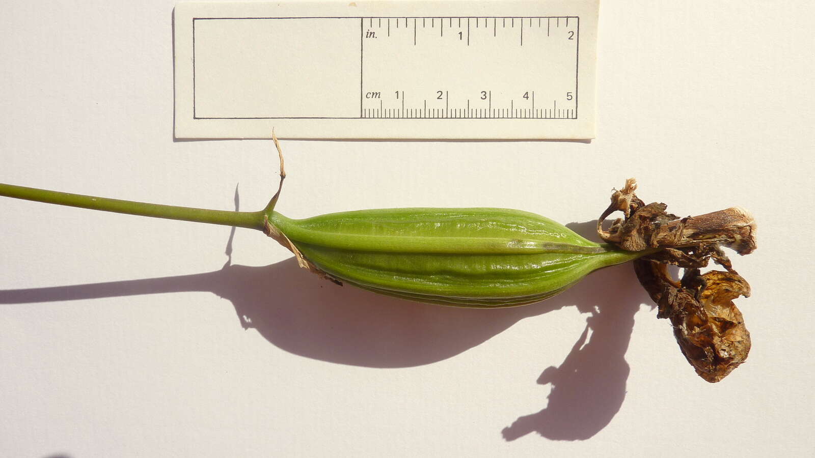 Image of Coryanthes speciosa Hook.