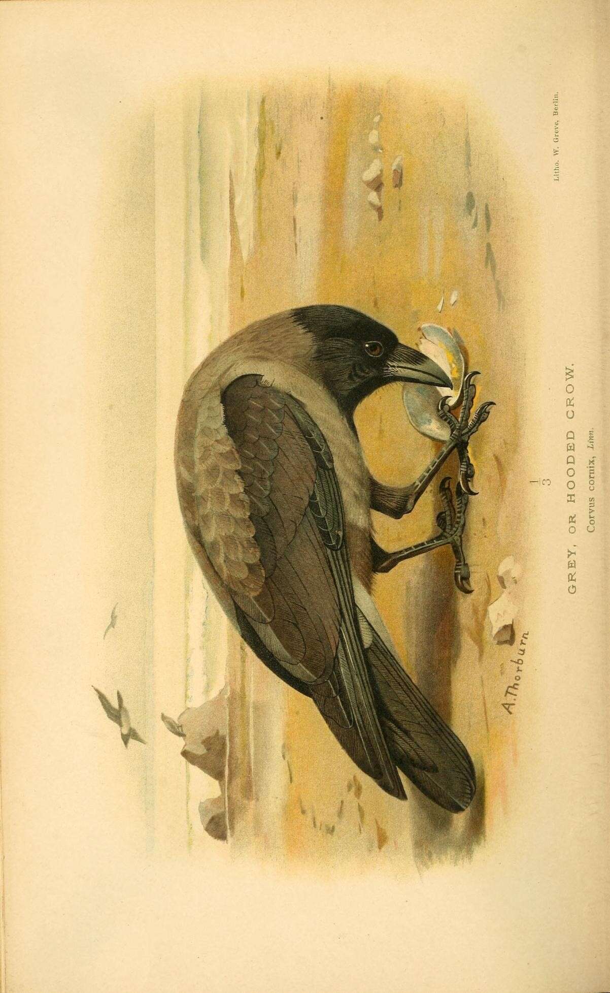 Sivun varikset kuva