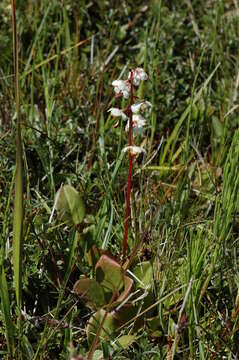 Image of round-leaved wintergreen