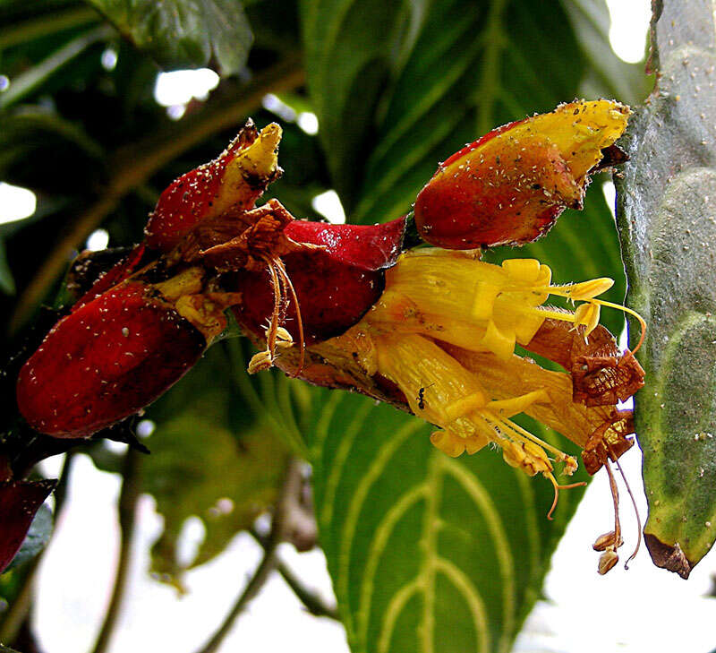 Sanchezia speciosa Leonard resmi