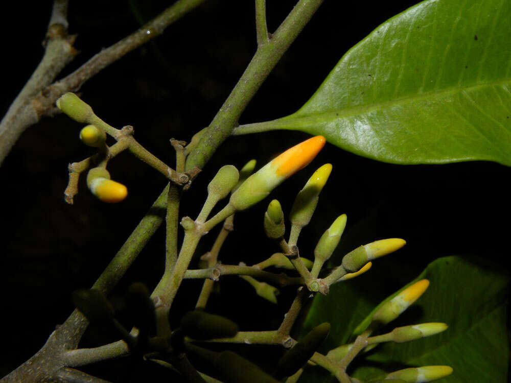 Image of Aspidosperma megalocarpon Müll. Arg.