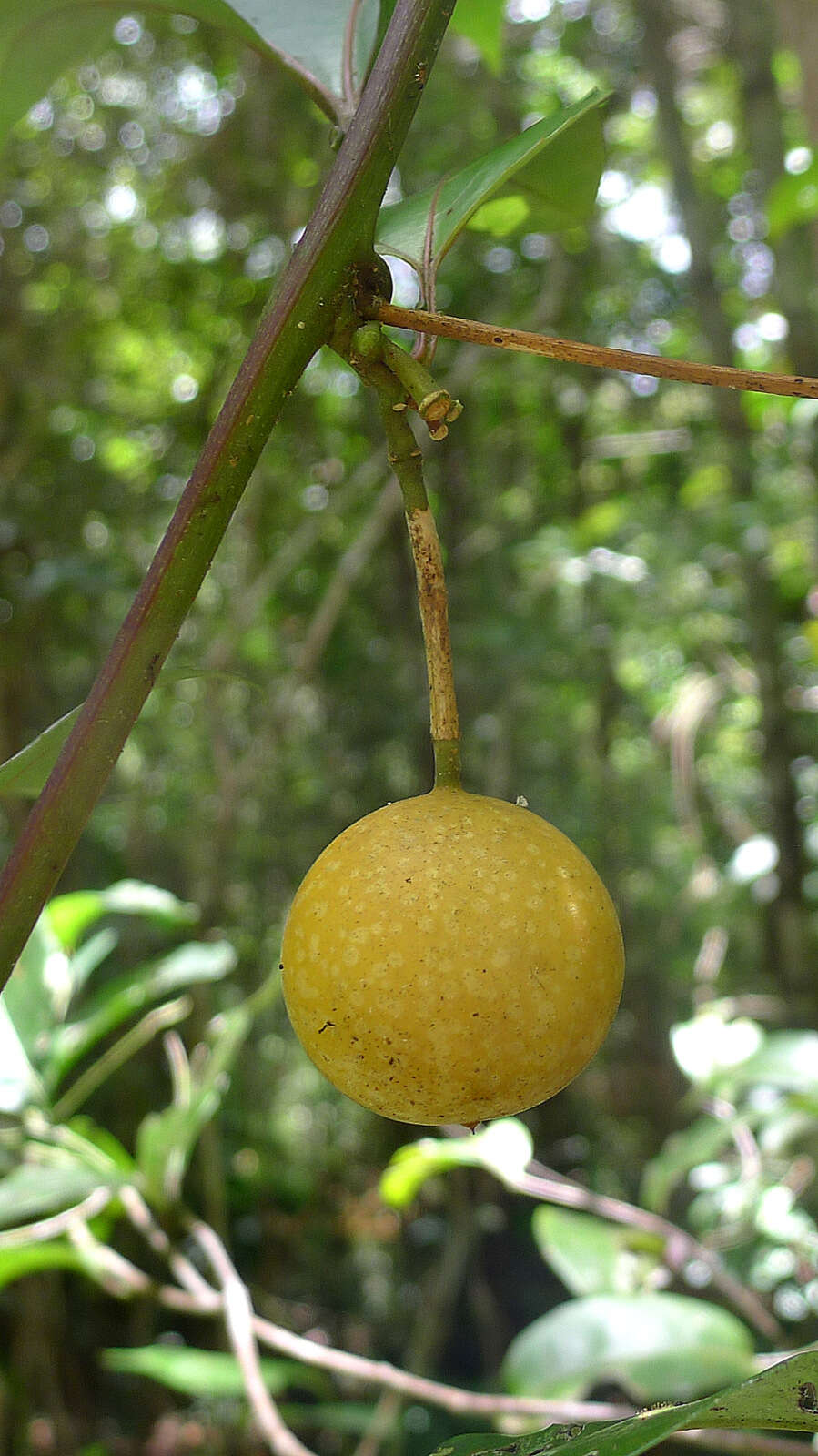 Image of Passiflora cacao Bernacci & M. M. Souza