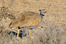 Image of Blue Bustard