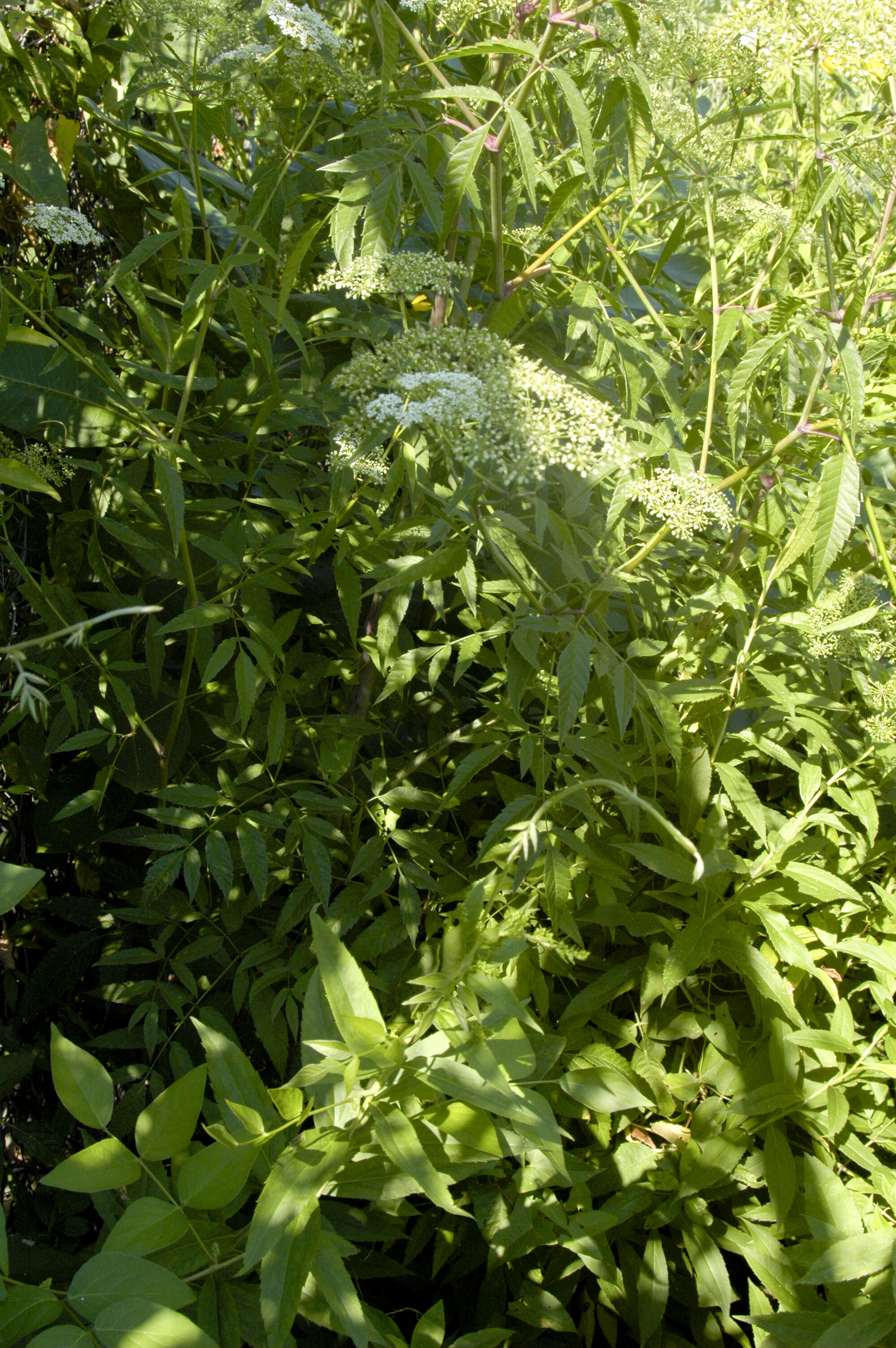 Image of water hemlock